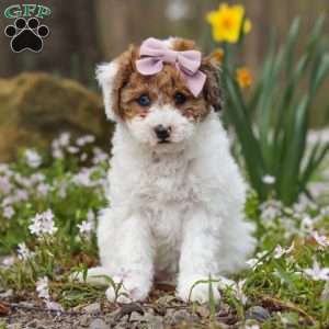 Sandy, Bich-Poo Puppy